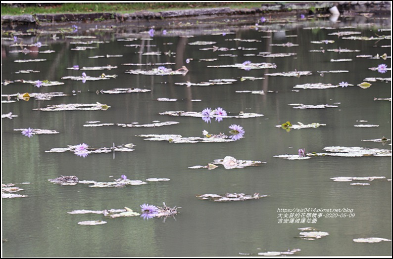 吉安蓮城蓮花園-2020-05-18.jpg