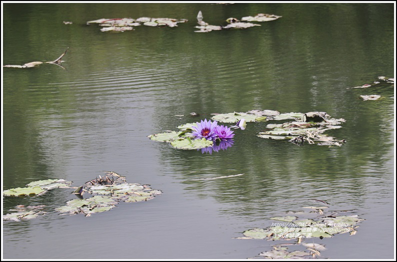 吉安蓮城蓮花園-2020-05-17.jpg