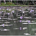 吉安蓮城蓮花園-2020-05-27.jpg