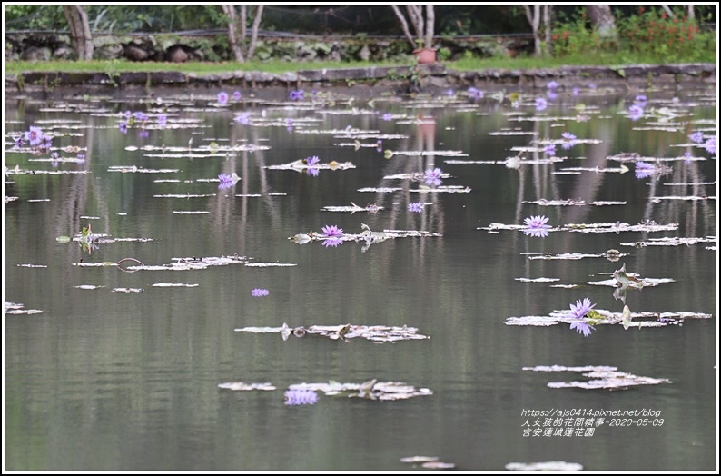 吉安蓮城蓮花園-2020-05-28.jpg