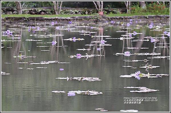 吉安蓮城蓮花園-2020-05-28.jpg