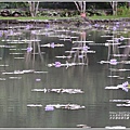 吉安蓮城蓮花園-2020-05-28.jpg