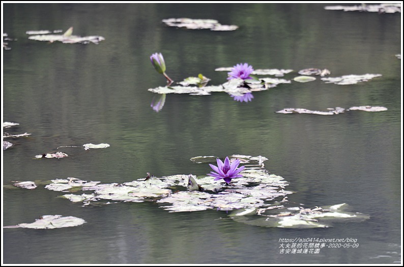 吉安蓮城蓮花園-2020-05-26.jpg