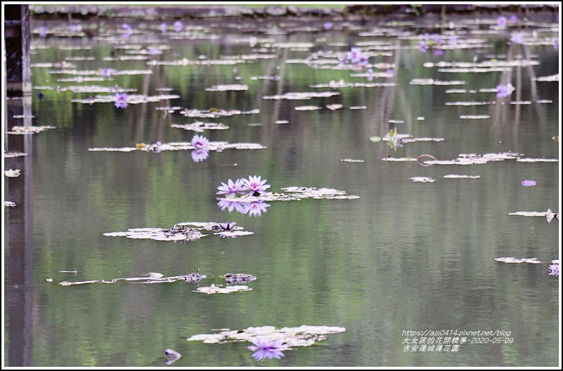 吉安蓮城蓮花園-2020-05-25.jpg