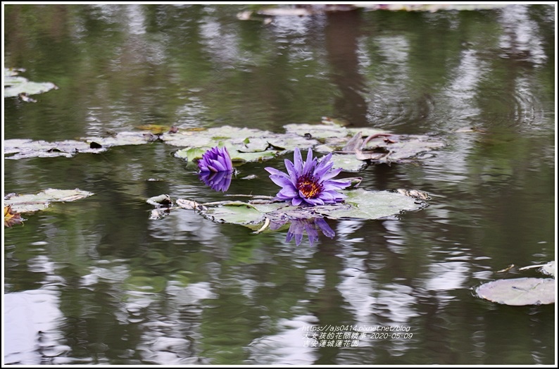 吉安蓮城蓮花園-2020-05-44.jpg