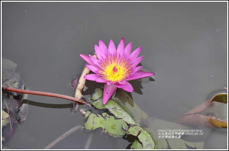 吉安蓮城蓮花園-2020-05-41.jpg