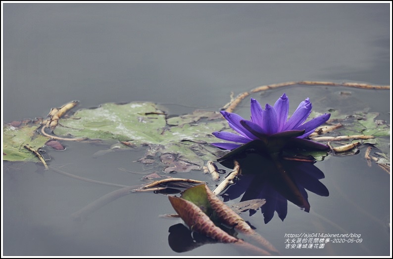 吉安蓮城蓮花園-2020-05-43.jpg