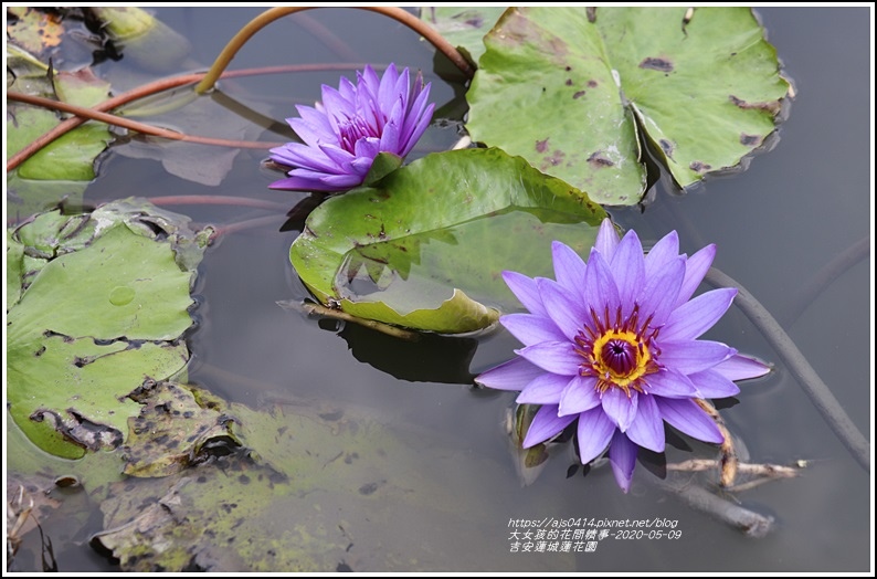 吉安蓮城蓮花園-2020-05-42.jpg