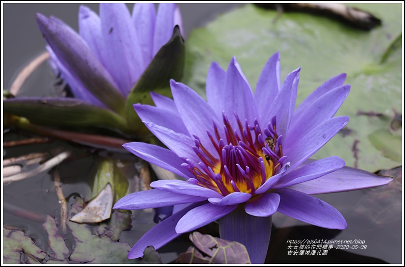 吉安蓮城蓮花園-2020-05-45.jpg