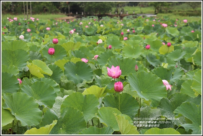 光復馬太鞍濕地荷花-2020-05-01.jpg