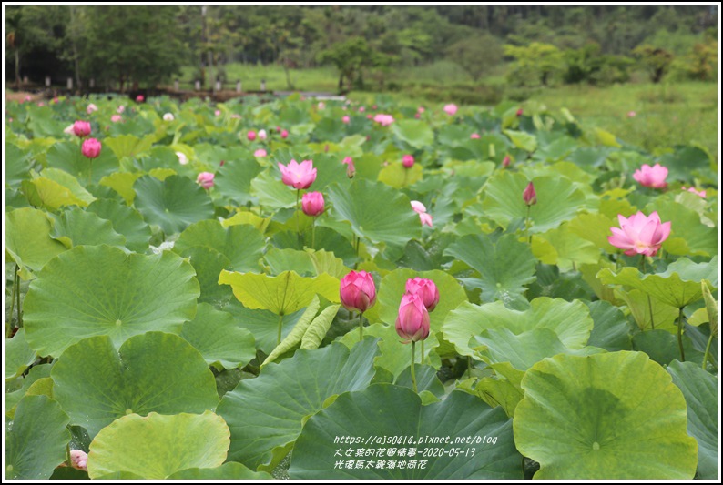 光復馬太鞍濕地荷花-2020-05-08.jpg