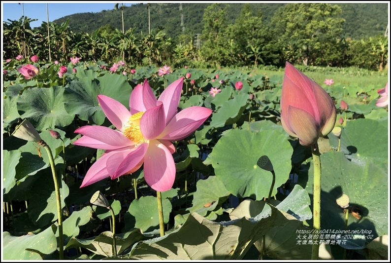 光復馬太鞍濕地荷花-2020-06-07.jpg