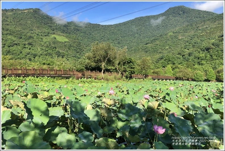 光復馬太鞍濕地荷花-2020-06-11.jpg