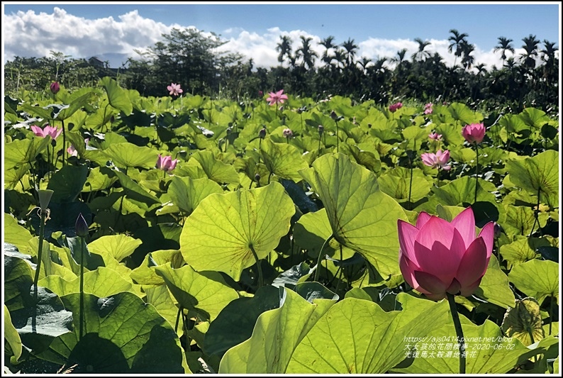 光復馬太鞍濕地荷花-2020-06-21.jpg