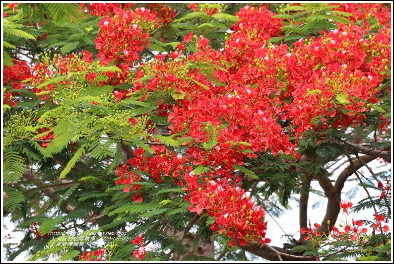 玉里松浦鳳凰木(花蓮193)-2020-06-07.jpg