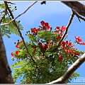 松浦泰林大橋鳳凰木(花蓮193)-2020-05-05.jpg