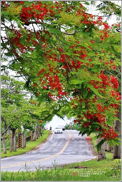 松浦泰林大橋鳳凰木(花蓮193)-2020-05-08.jpg