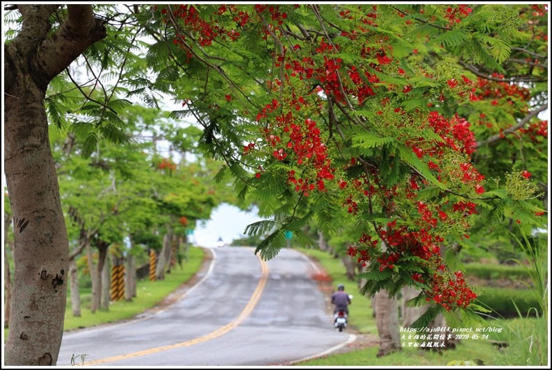 松浦泰林大橋鳳凰木(花蓮193)-2020-05-10.jpg