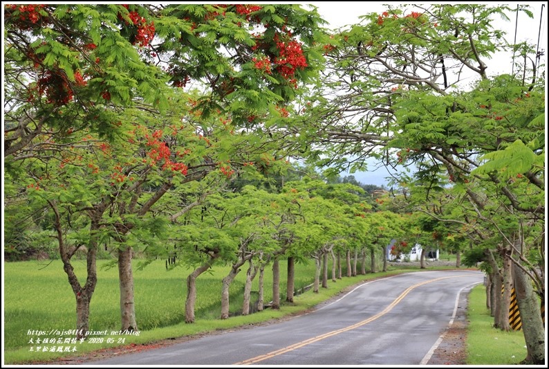 松浦泰林大橋鳳凰木(花蓮193)-2020-05-11.jpg