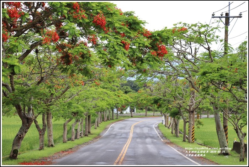 松浦泰林大橋鳳凰木(花蓮193)-2020-05-18.jpg