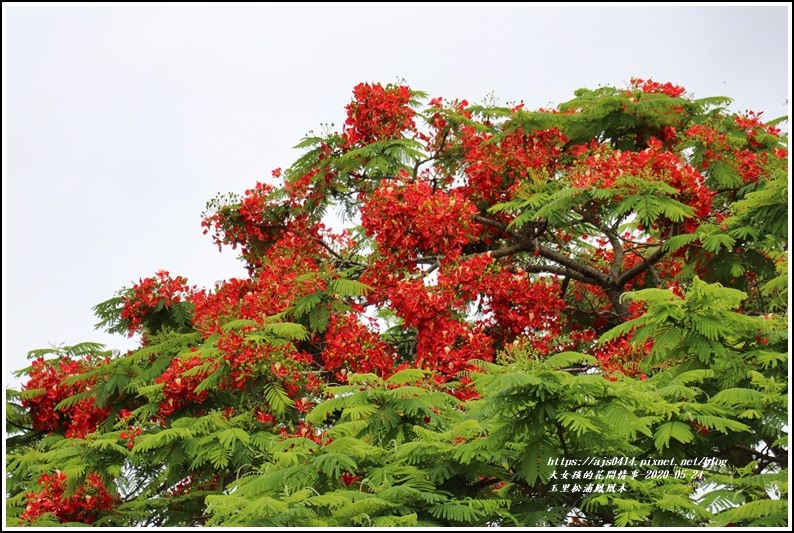 松浦泰林大橋鳳凰木(花蓮193)-2020-05-17.jpg