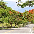 松浦泰林大橋鳳凰木(花蓮193)-2020-06-12.jpg