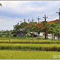 松浦泰林大橋鳳凰木(花蓮193)-2020-06-20.jpg