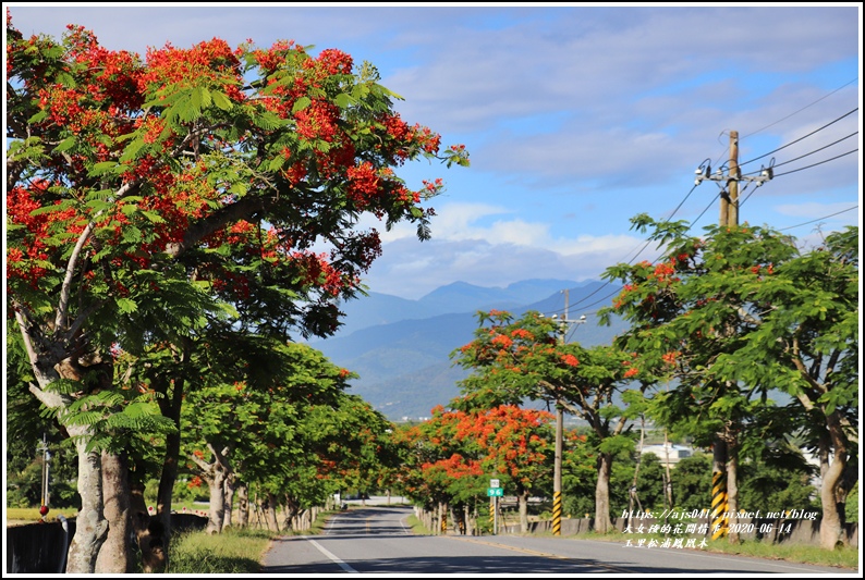 松浦泰林大橋鳳凰木(花蓮193)-2020-06-37.jpg