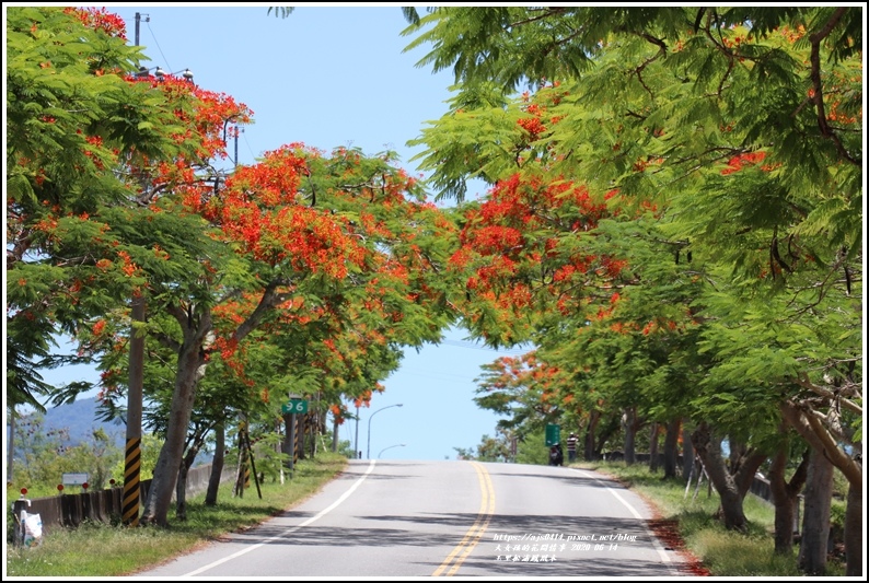 松浦泰林大橋鳳凰木(花蓮193)-2020-06-42.jpg