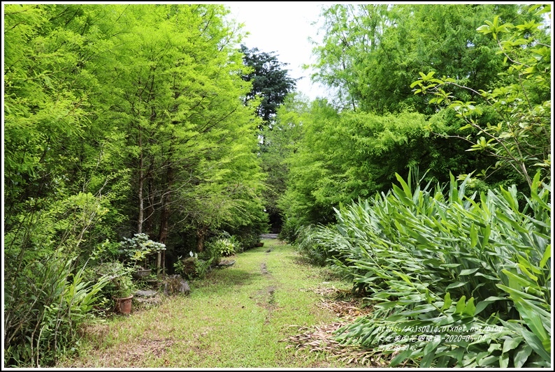 吉安南華落羽松-2020-05-07.jpg