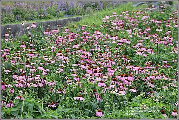 吉安紫錐花-2020-05-07.jpg