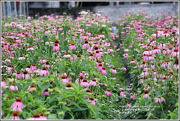 吉安紫錐花-2020-05-09.jpg