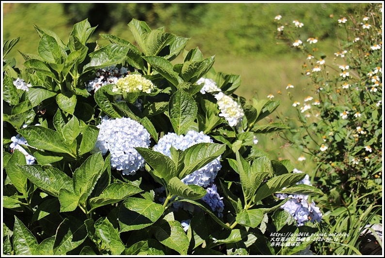 赤柯山繡球花-2020-06-06.jpg