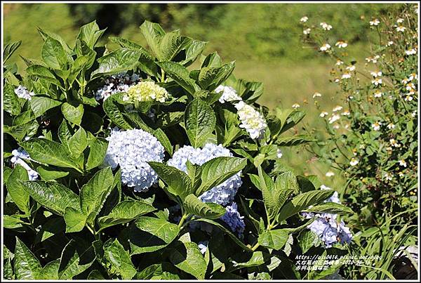 赤柯山繡球花-2020-06-06.jpg