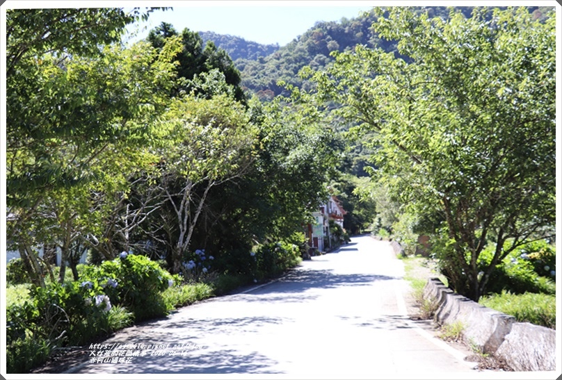 赤柯山繡球花-2020-06-07.jpg