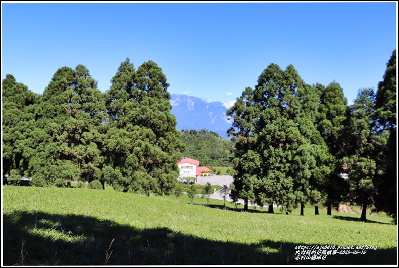 赤柯山繡球花-2020-06-13.jpg