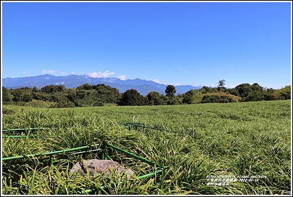 赤柯山繡球花-2020-06-11.jpg