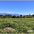 赤柯山繡球花-2020-06-11.jpg