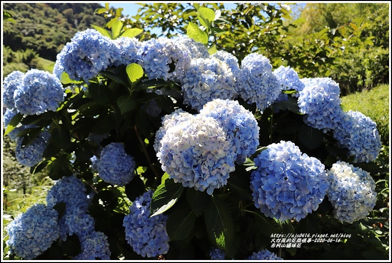 赤柯山繡球花-2020-06-24.jpg