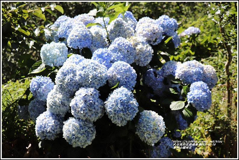 赤柯山繡球花-2020-06-22.jpg