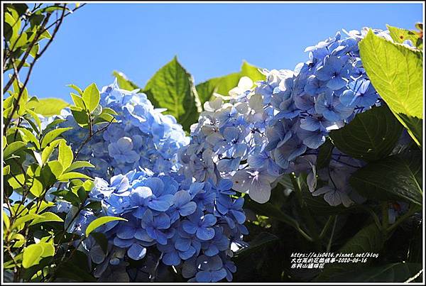 赤柯山繡球花-2020-06-30.jpg