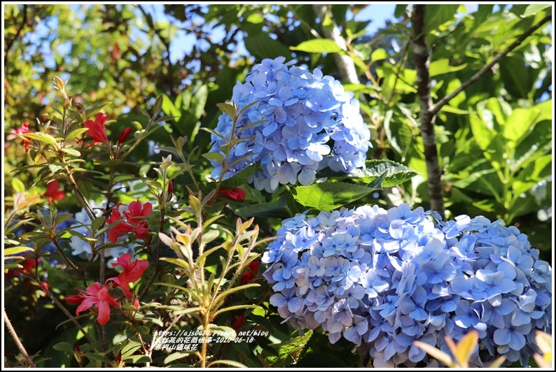 年赤柯山繡球花 六月漫遊金針花園區 不問萱草 而是追著紫陽花 輕旅行