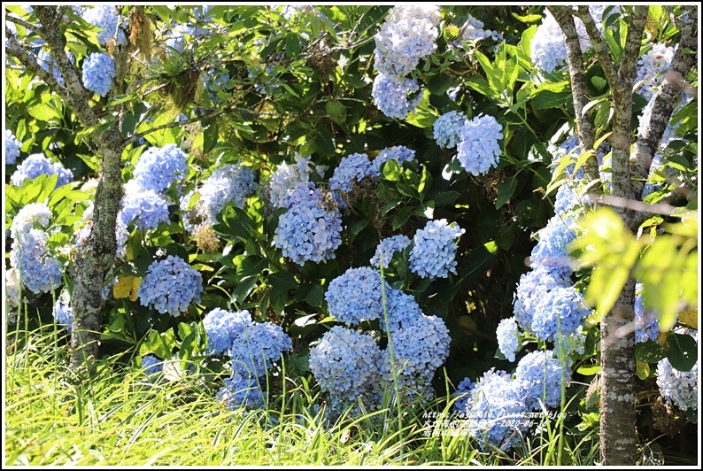 赤柯山繡球花-2020-06-26.jpg