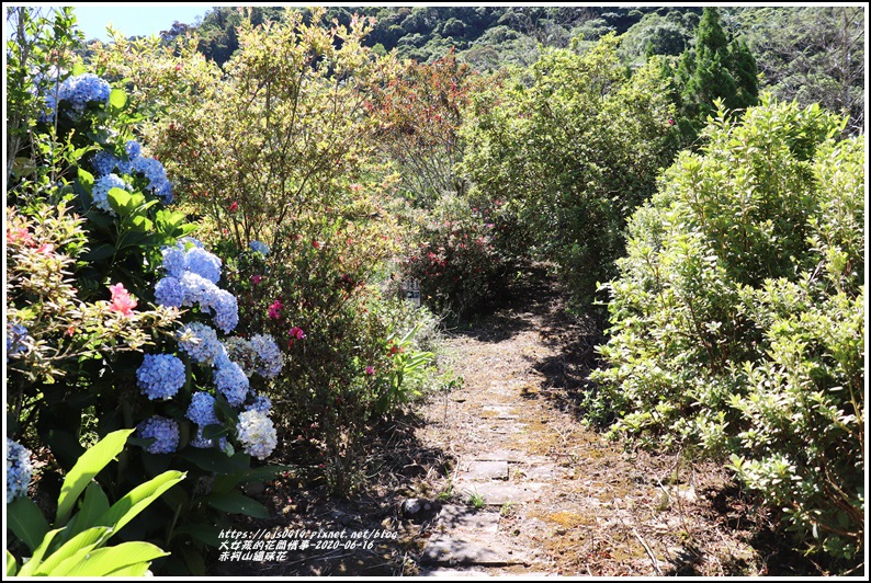 赤柯山繡球花-2020-06-27.jpg