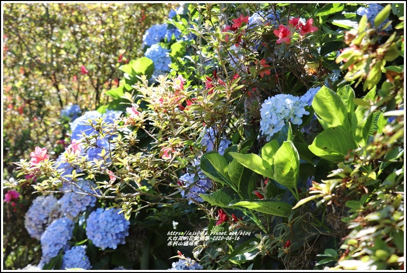 赤柯山繡球花-2020-06-34.jpg