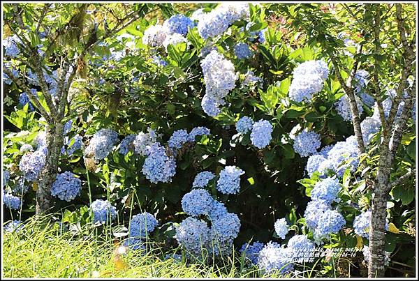 赤柯山繡球花-2020-06-35.jpg