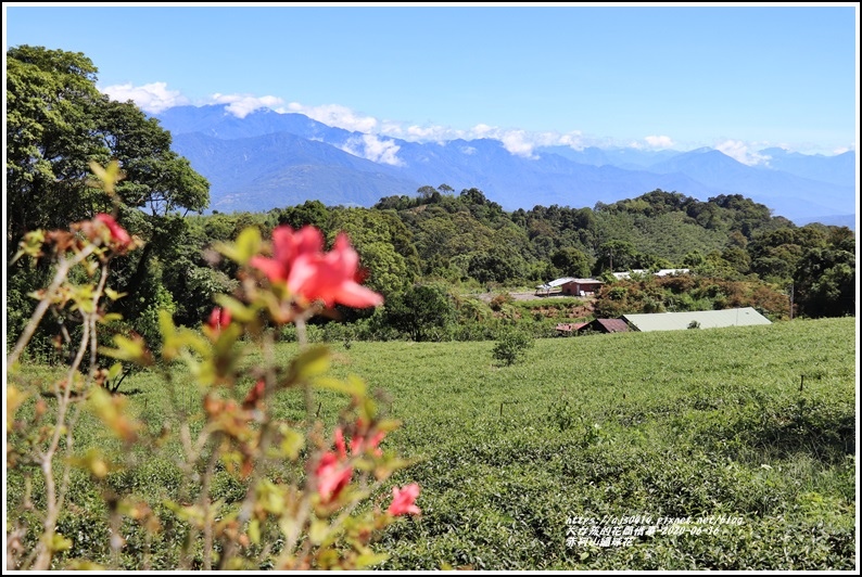 赤柯山繡球花-2020-06-38.jpg