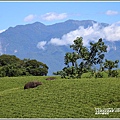 赤柯山繡球花-2020-06-42.jpg