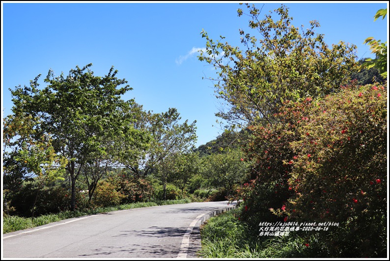 赤柯山繡球花-2020-06-39.jpg