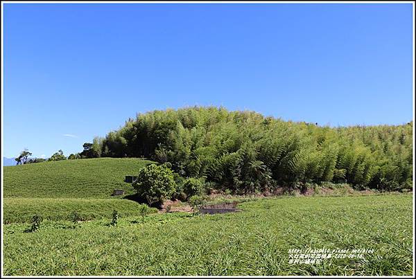 赤柯山繡球花-2020-06-44.jpg